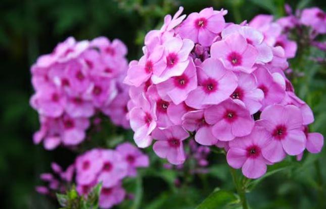 Flox rastrero, la flor que da origen al nombre de la luna llena de abril o Luna Rosa.