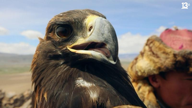 Un águila dorada en Secretos de un reportero de Jorge Said.