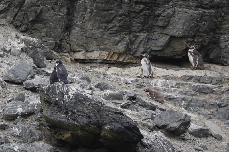 Pingüino de Humboldt es elegido como mascota que representa a Chile en exposición en Japón. Créditos: ATON Osaka 2025