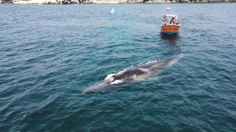 La importancia de la Reserva Nacional Pingüino de Humboldt. 13C.