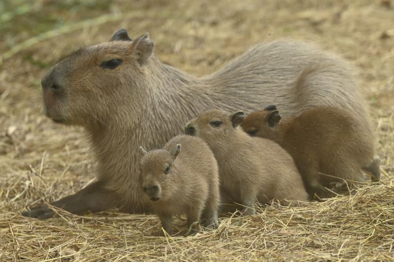 Conoce más del Capibara - AFP