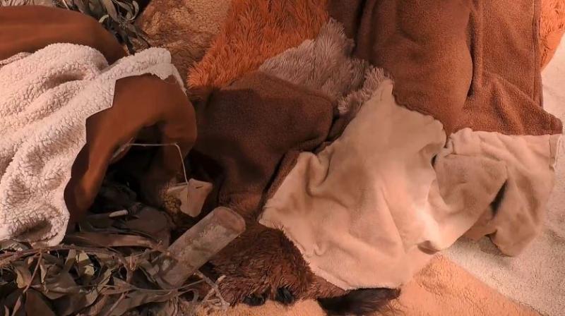 Alan Didier y Nacha se besan bajo las frazadas