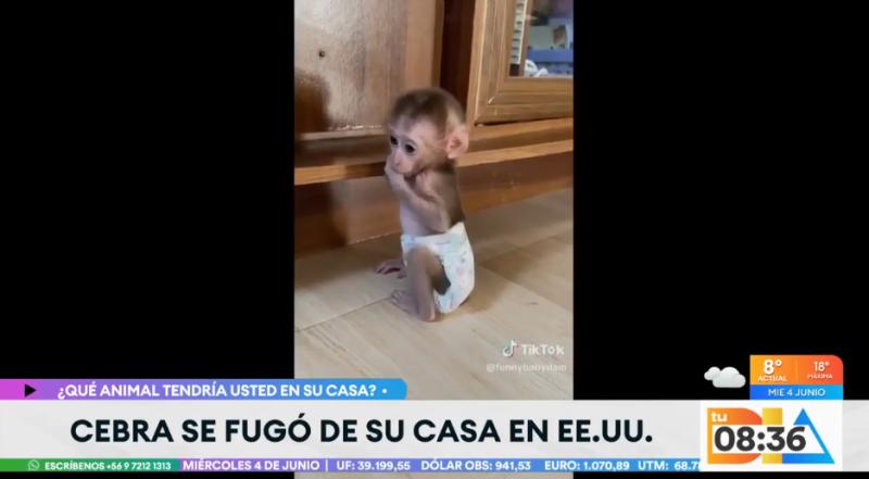 Felipe Camiroaga tenía una linda monita en su casa.