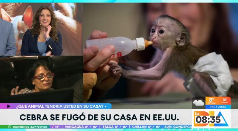 Felipe Camiroaga tenía una linda monita en su casa.