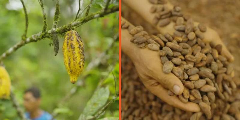 Producción de cacao, semilla con la que se hace el chocolate. 13C.