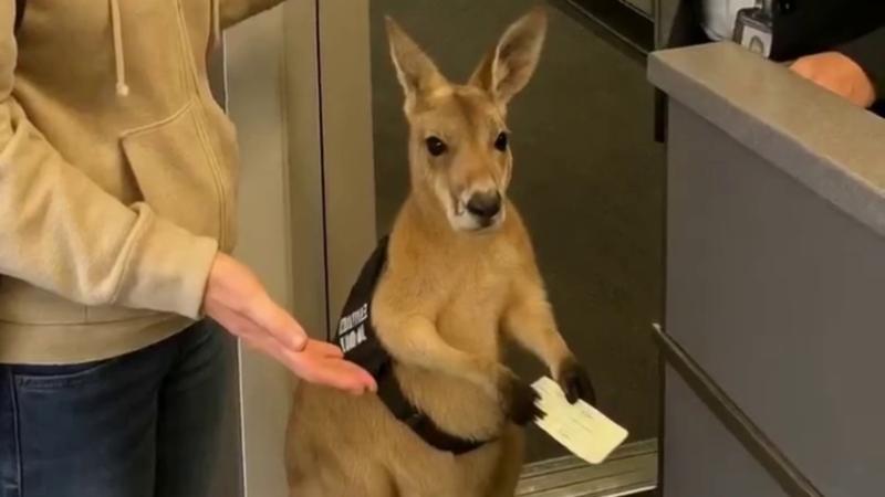 Canguro en aeropuerto. Créditos: Instagram.