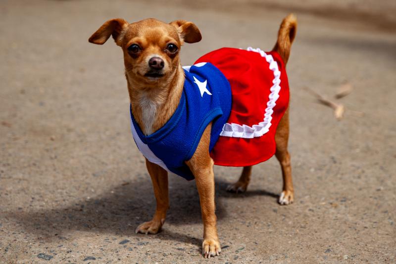 Se vienen las Fiestas Patrias 2025: ¿De cuánto será el aguinaldo? - Agencia Uno