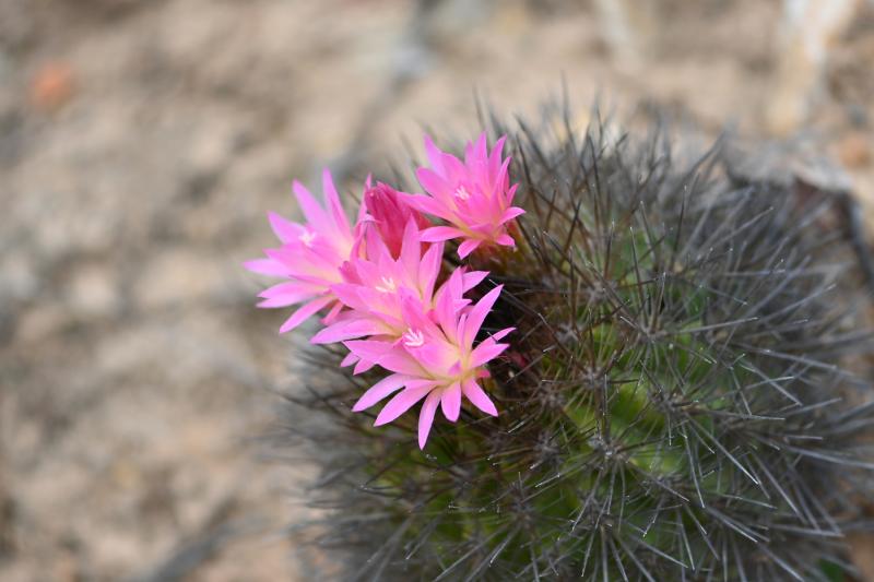 El chilenito: cactus endémico que solo vive a 10 kilómetros de la costa chilena.