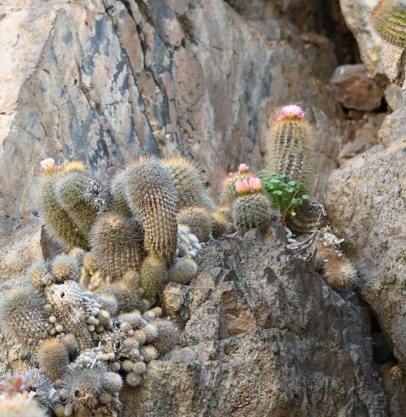 El chilenito: cactus endémico que solo vive a 10 kilómetros de la costa chilena.