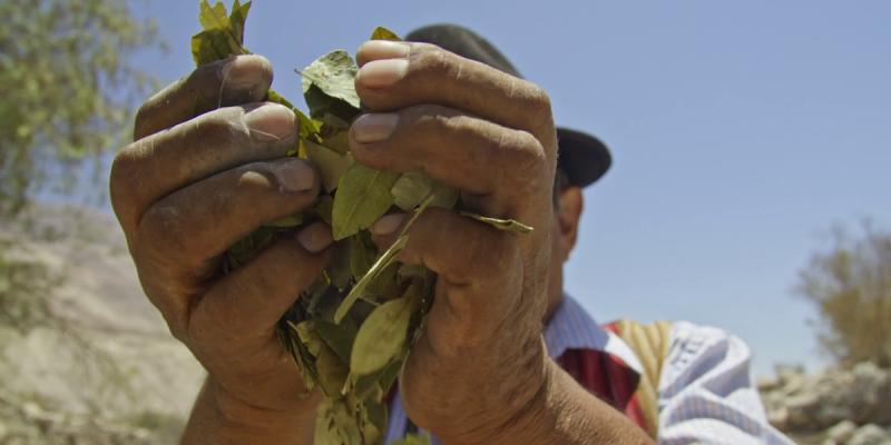Plantas más usadas en la medicina aymara. Créditos: Huellas y memoria.
