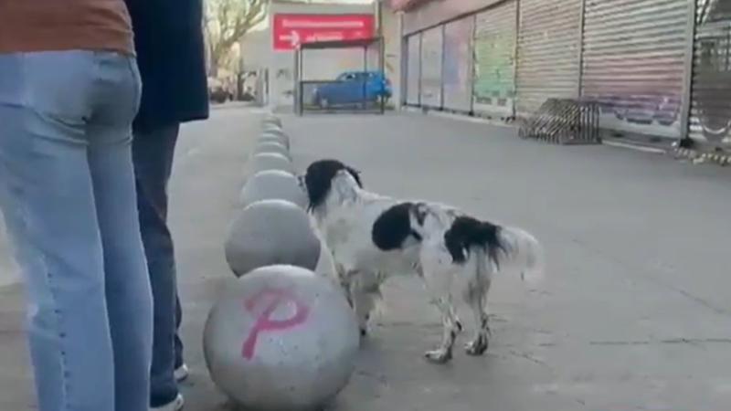 Teo Firulais, el perrito abandonado en Quinta Normal