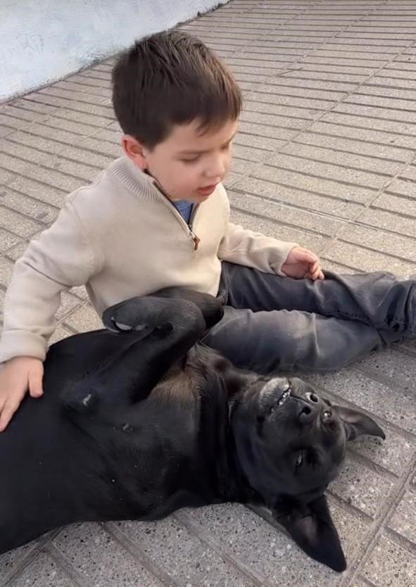 Santiago nos dio una lección de empatía al regalonear con perro callejero