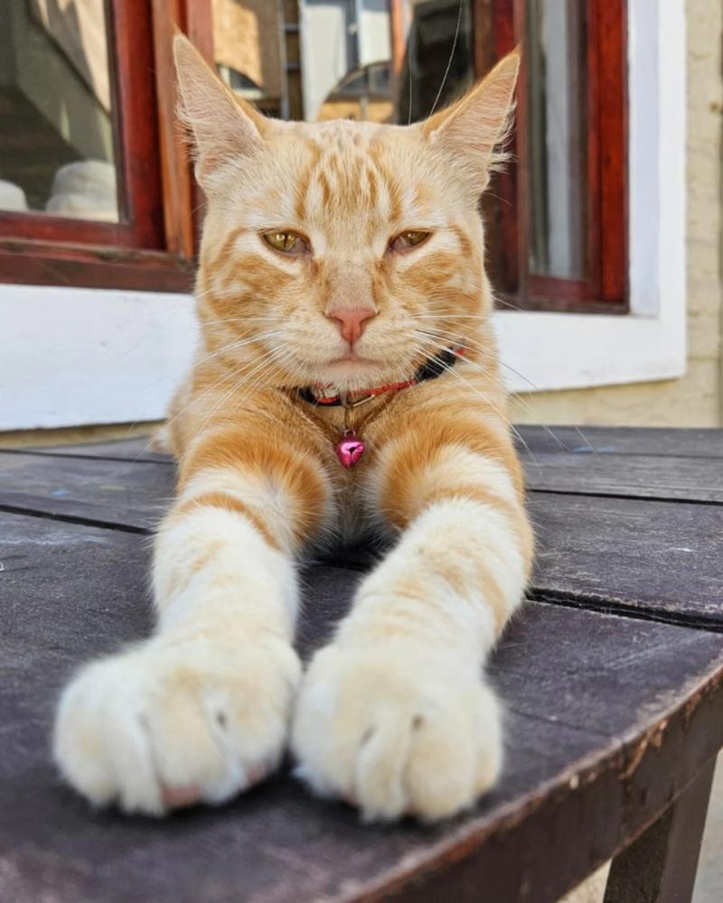 Russo, el gato de Mundos Opuestos que habita en el Pasado