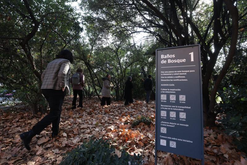 Baños de bosque en el campus San Joaquín UC.