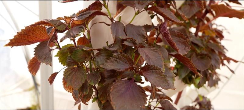 Vegetales cultivados por The Circle. Créditos: Ideas Italy.