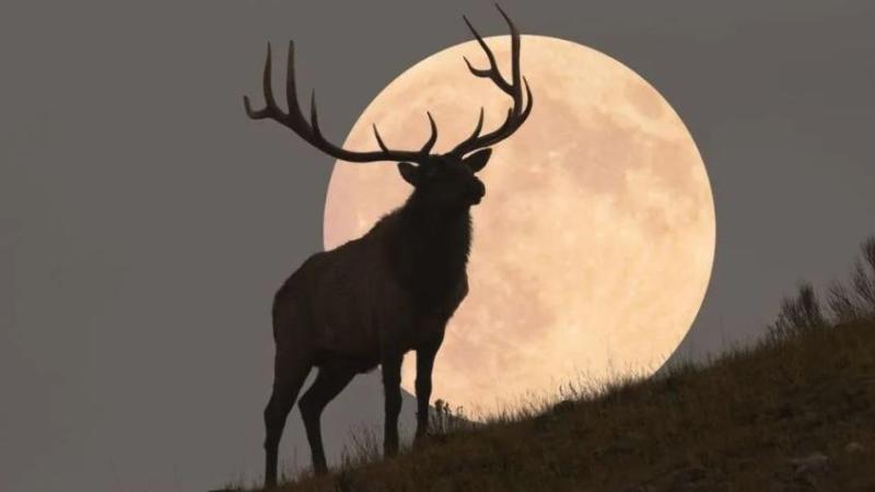 Luna de ciervo 2025. Créditos: Getty Images.