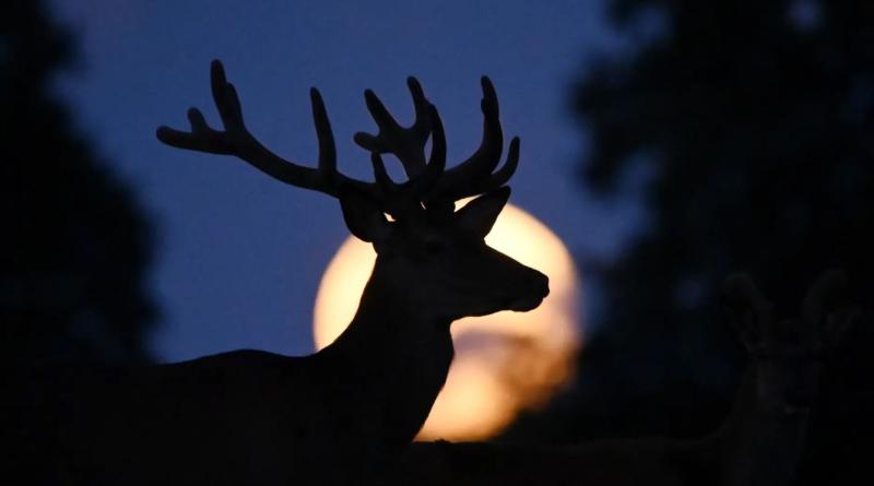 Luna de ciervo 2025. Créditos: Getty Images.