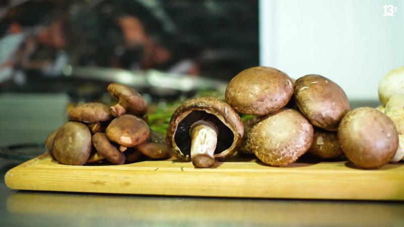 Conoce el emprendimiento que prepara hongos comestibles en recetas gourment, FungiGo. Créditos: 13C