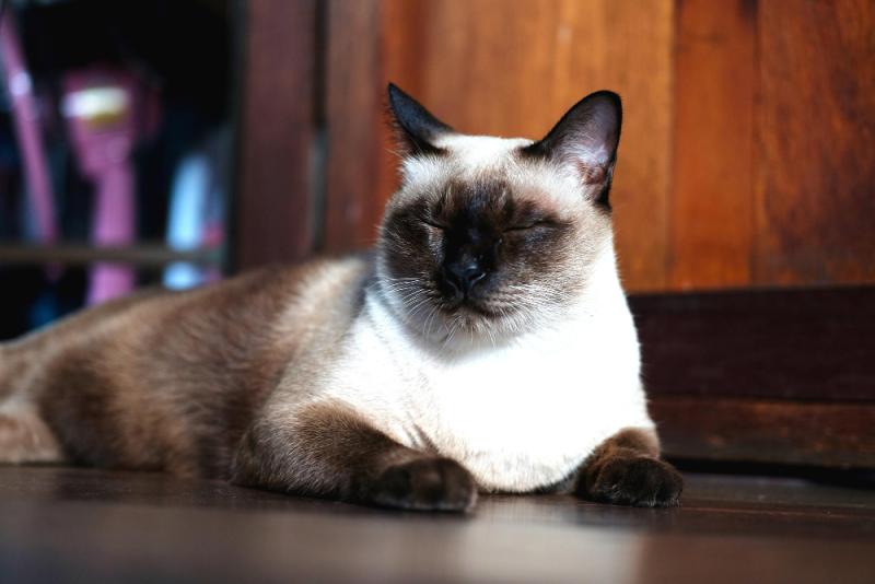 Alimentación en gatos