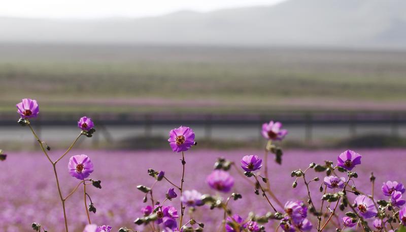Desierto florido. Créditos: Agencia Uno