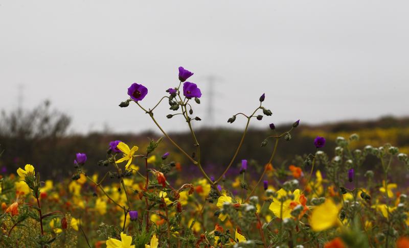 Desierto florido. Créditos: Agencia Uno