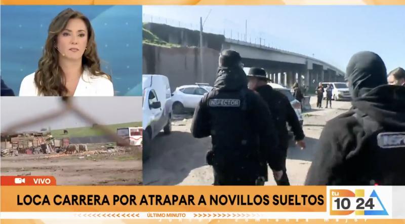 Agreden a equipo de Tu Día en persecución de tres novillos.