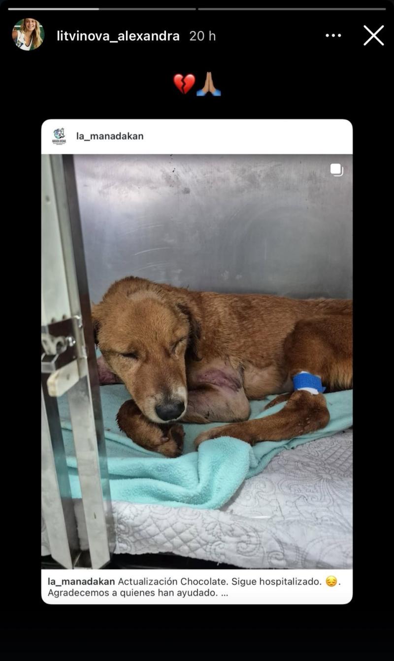 Alexandra Litvinova, pareja de Alexis Sánchez, pidió ayuda para estos perros - Instagram
