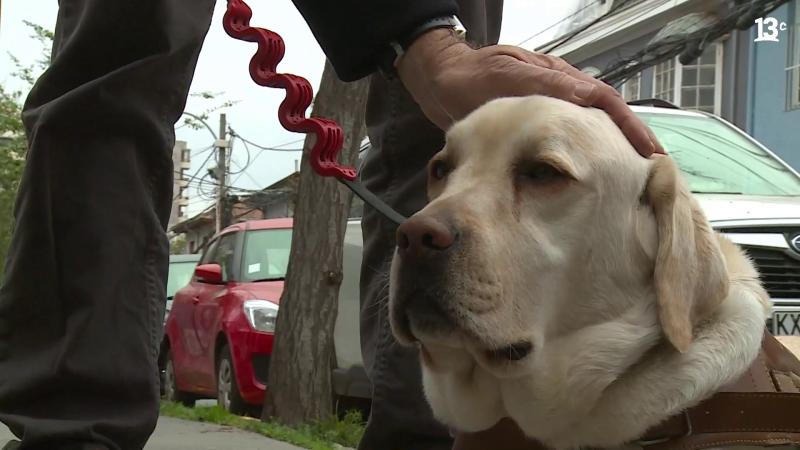 Loki, el perro guía de Gustavo Serrano. Créditos: 13C