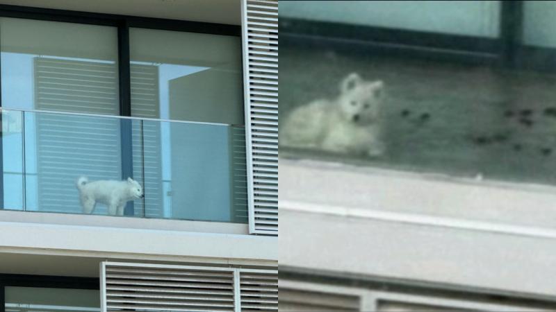 Las imágenes con las que acusaron a Chely Schneider de maltrato animal - Captura