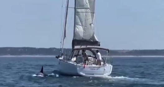 Ataque de orcas a yate/X