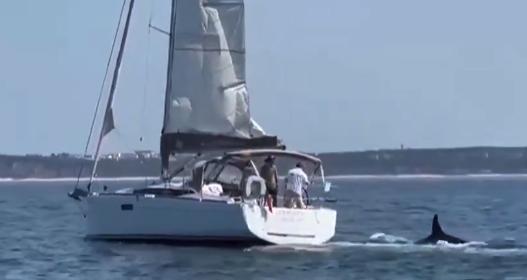 Ataque de orcas a yate/X