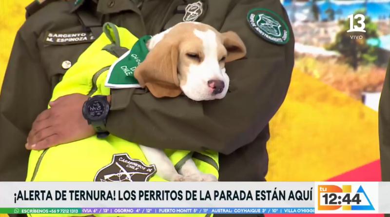 Cachorro de Carabineros se durmió durante visita a Tu Día - Canal 13