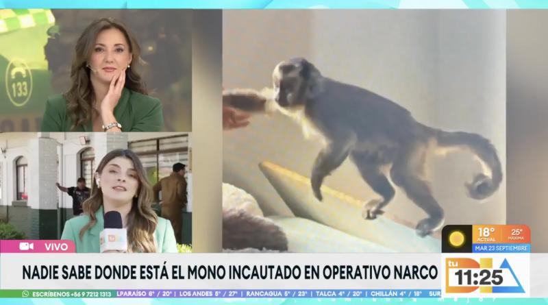 No encuentran a mono tití tras allanamiento en casa de Melipilla.