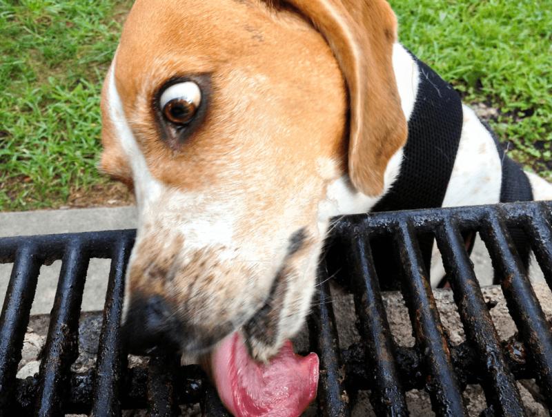 Protege a tu mascota estas Fiestas Patrias - Aton