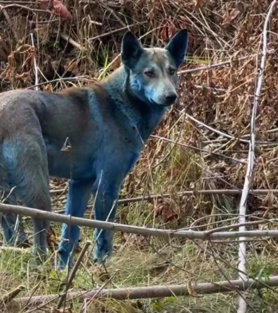 Perros azules/Instagram