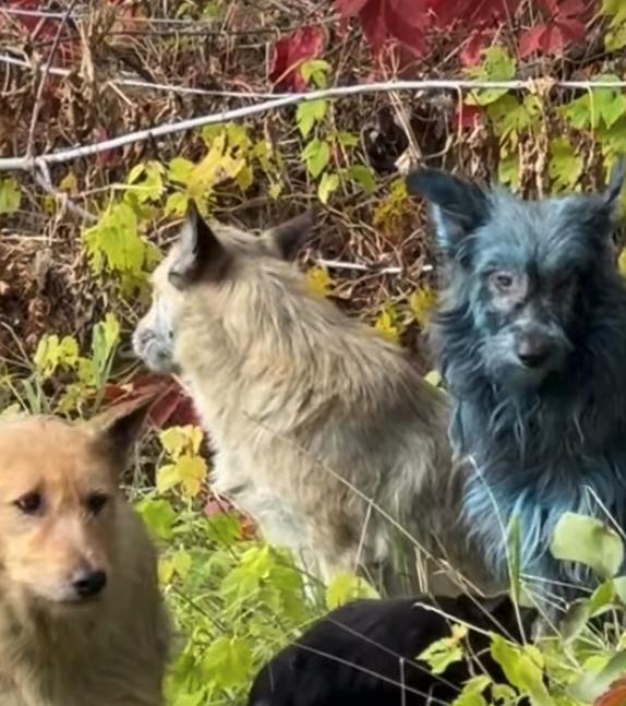 Perros azules/Instagram