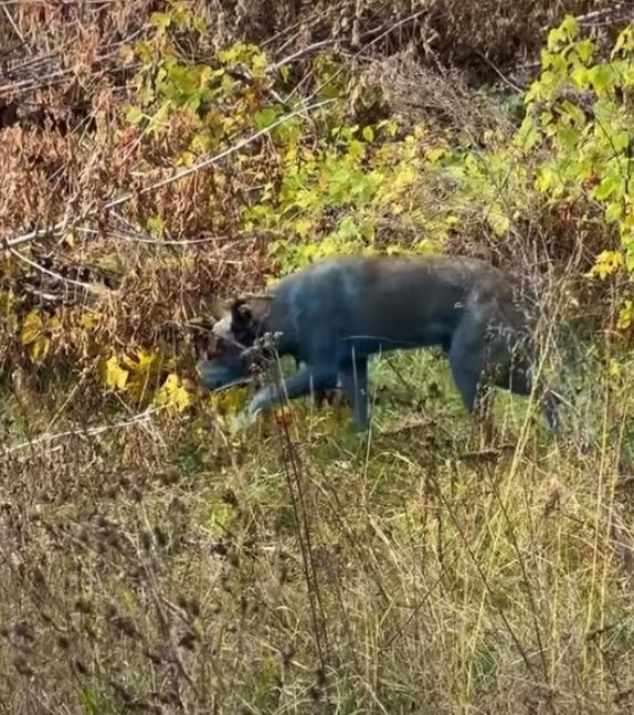 Perros azules/Instagram