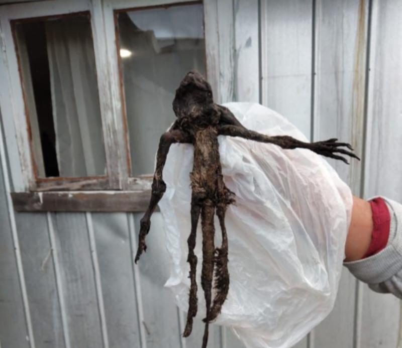 El extraño cuerpo hallado en Paillaco - Redes sociales