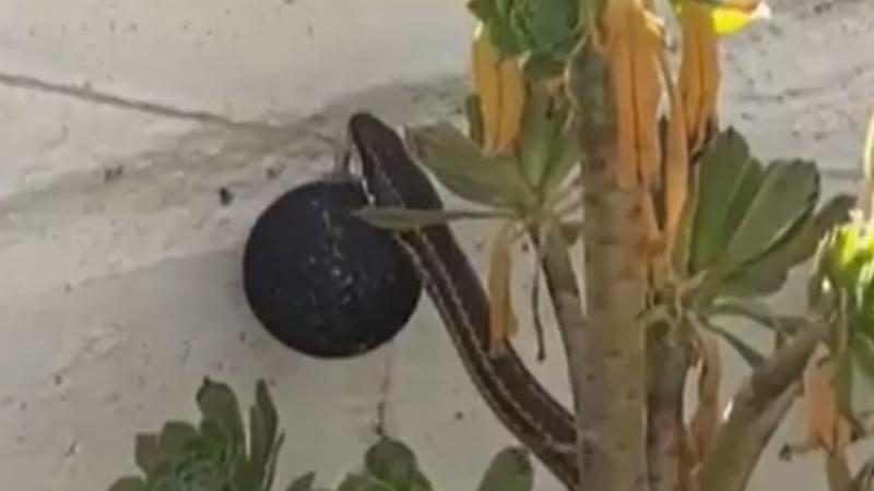 Culebra encontrada en Macul