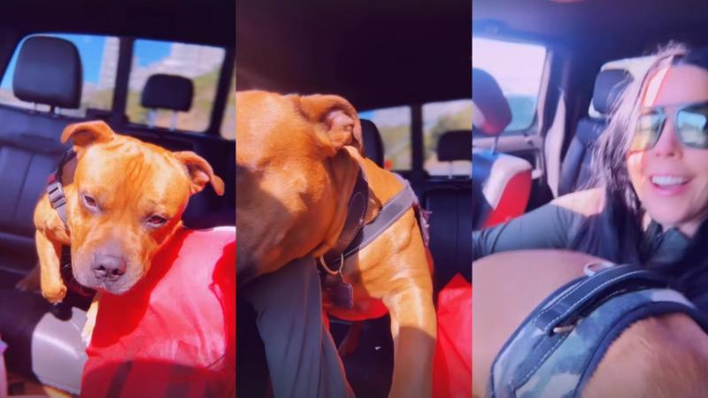 Daniela Aránguiz con el perro de la familia Cerda - Instagram