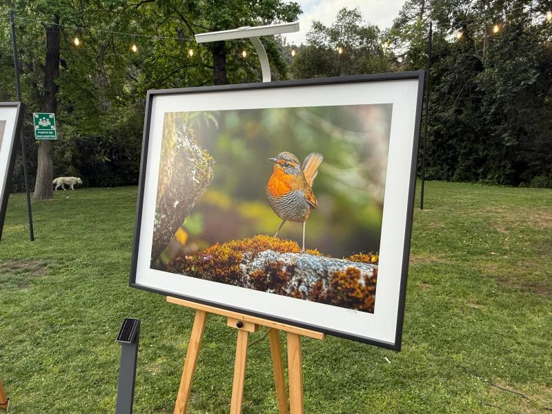 Exposición fotográfica de Javier Mery en el lanzamiento de Paraíso Wild. Créditos: 13C