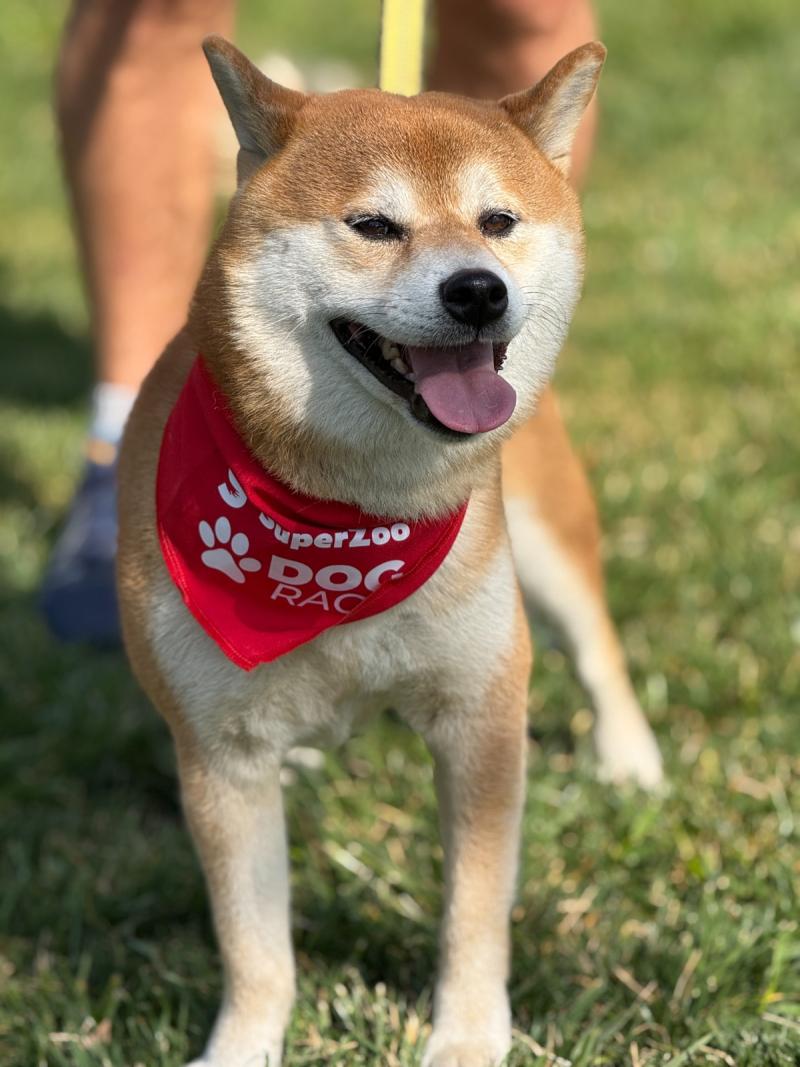 Perrito participante de la corrida familiar. Créditos: SuperZoo.