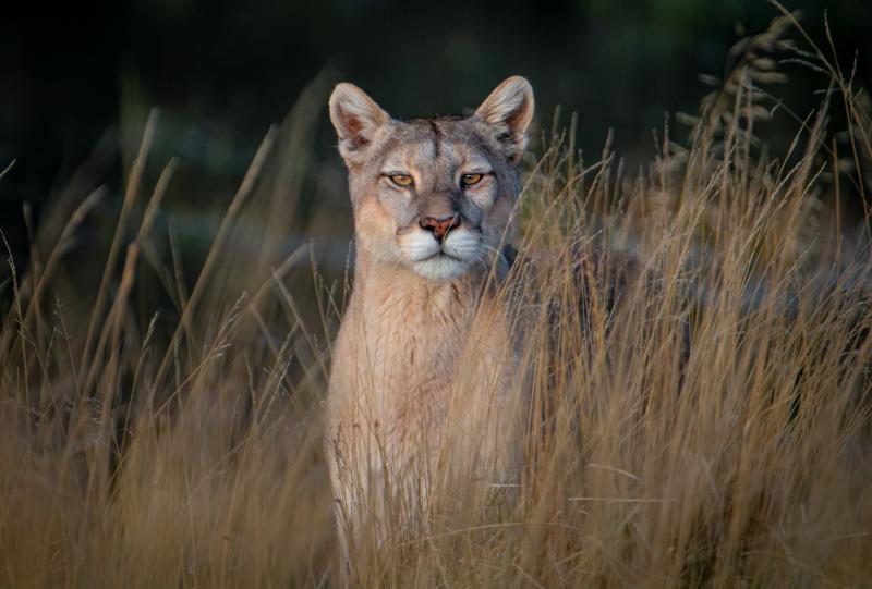 Paraíso Wild: El viaje épico de un fotógrafo chileno a la esencia de la naturaleza.