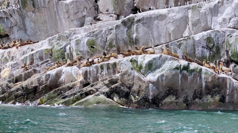 Lobos marinos en el fiordo Comau. Créditos: 13C
