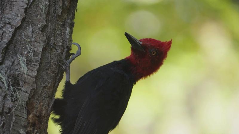 Pájaro carpintero. Créditos: Paraíso Wild, 13C.