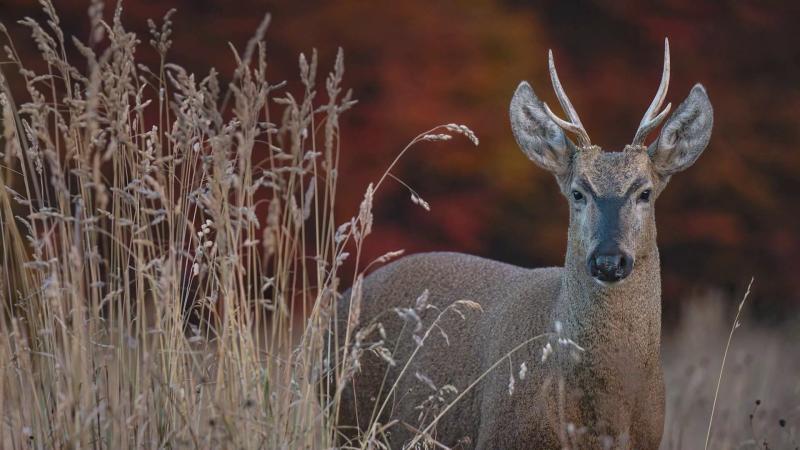 Huemul. Créditos: Paraíso Wild, 13C.