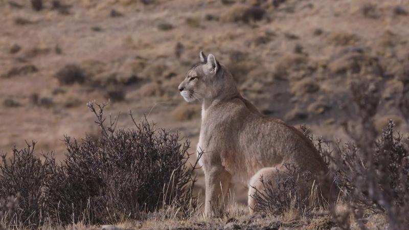 Puma. Créditos: Paraíso Wild, 13C.