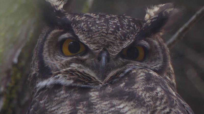 Paraíso Wild. Créditos: 13C