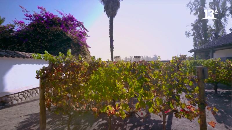 Viña Santa Rita en "¿Cuánto vendrás?" de 13C.