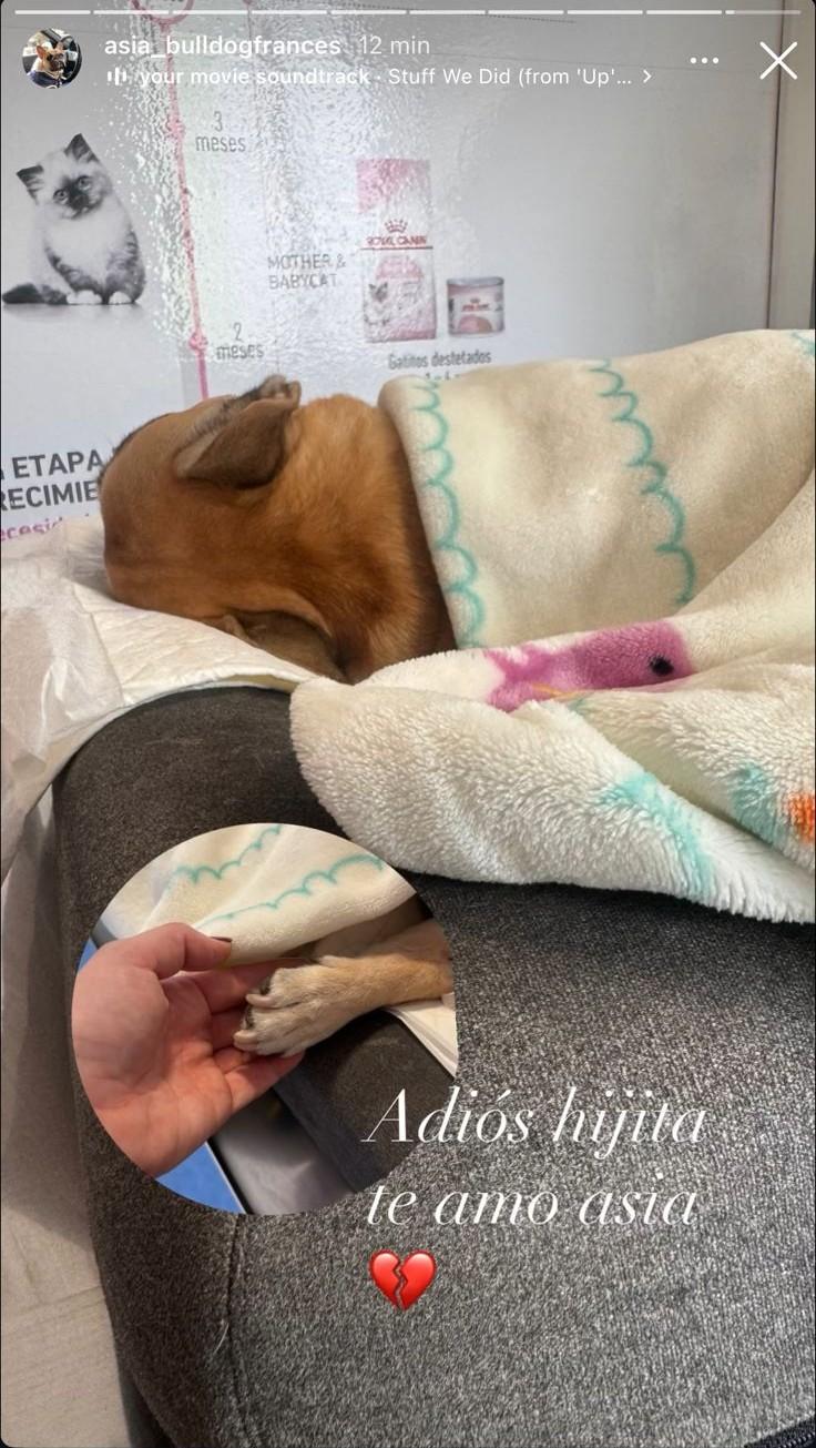 Adriana Barrientos compartió triste noticia sobre su perrita Asia - Instagram